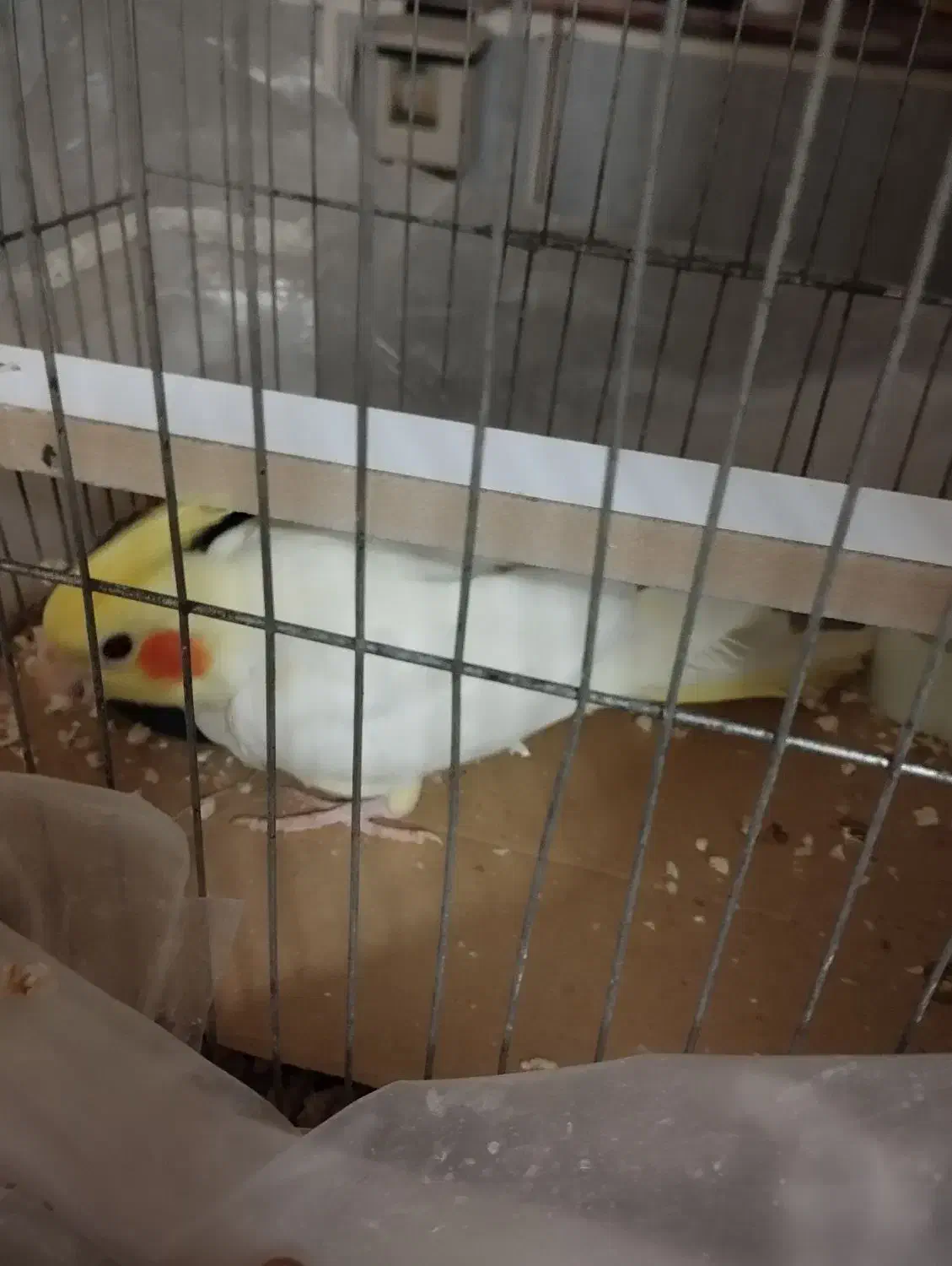 عروس هلندی یک نر یک ماده و یکی چهار ماهه|پرنده|گمیشان, |دیوار