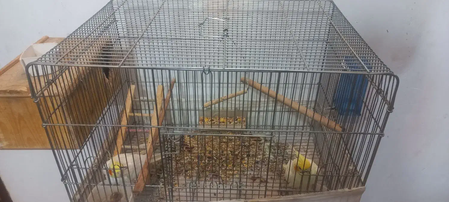 لوتینو مولد تخم گذار|پرنده|شهرضا, |دیوار