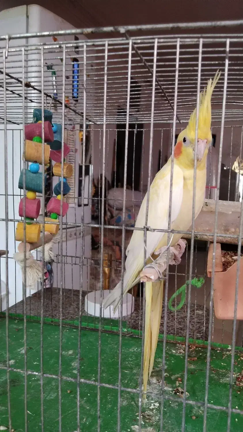 طوطی عروس|پرنده|رشت, هلال احمر|دیوار