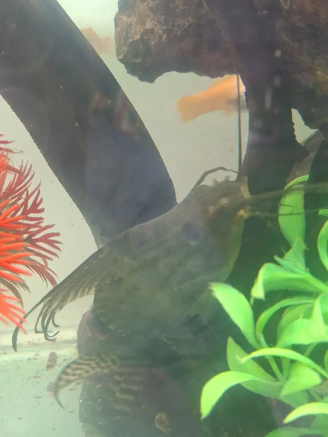 خرگوش ماهی درشت دوتاباهم|ماهی|مشهد, هفده شهریور|دیوار