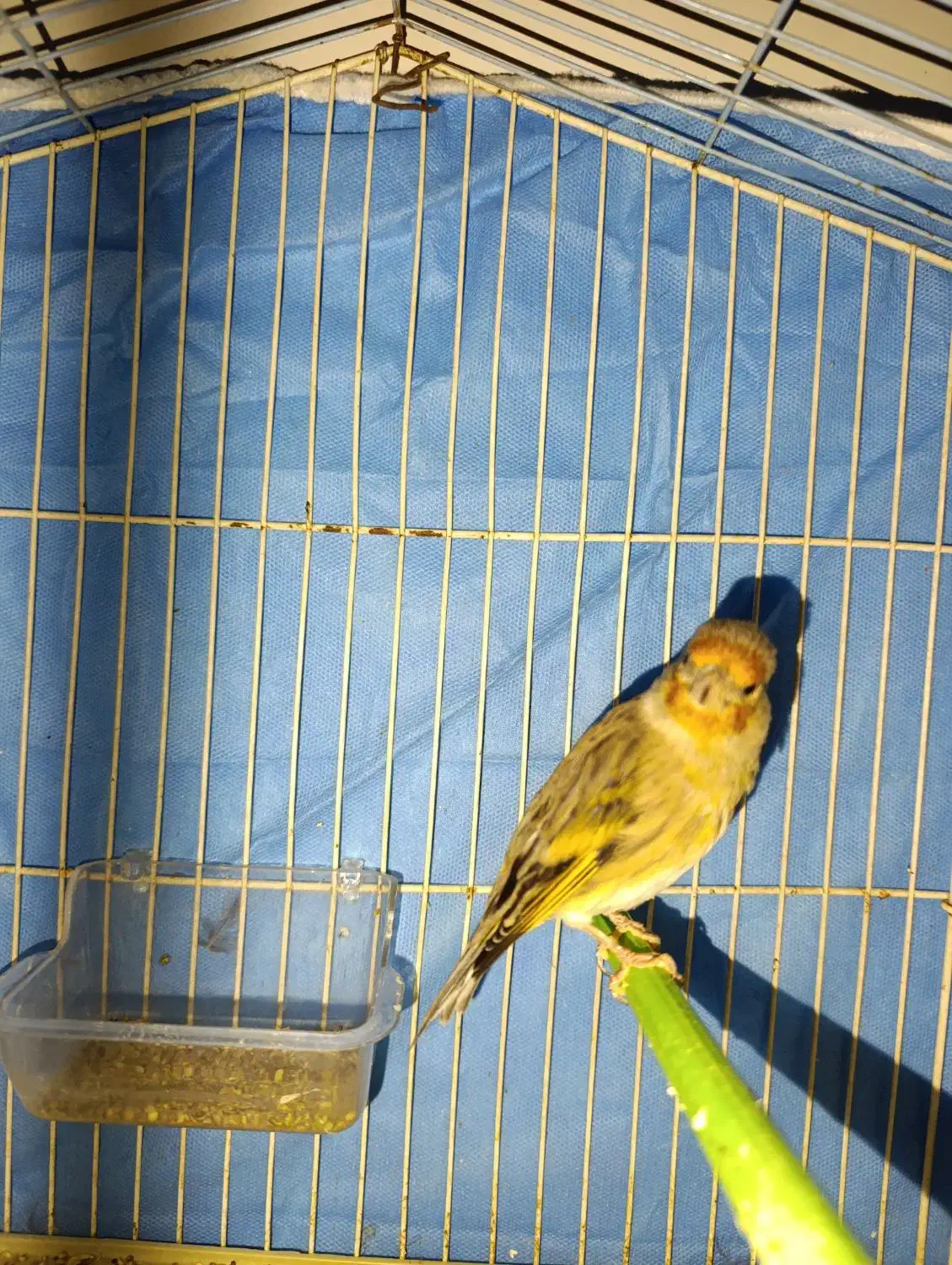 دورگ|لباس|کوهدشت, |دیوار