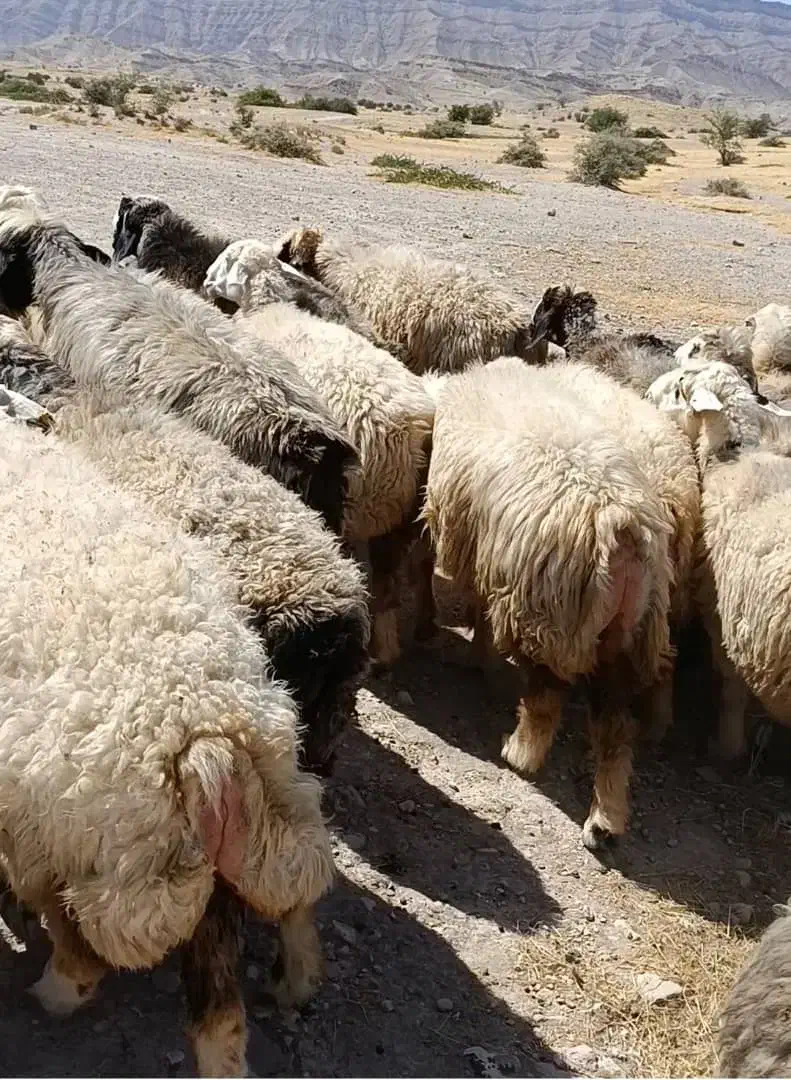 ۴۰راس میش|حیوانات مزرعه|جره و بالاده, |دیوار