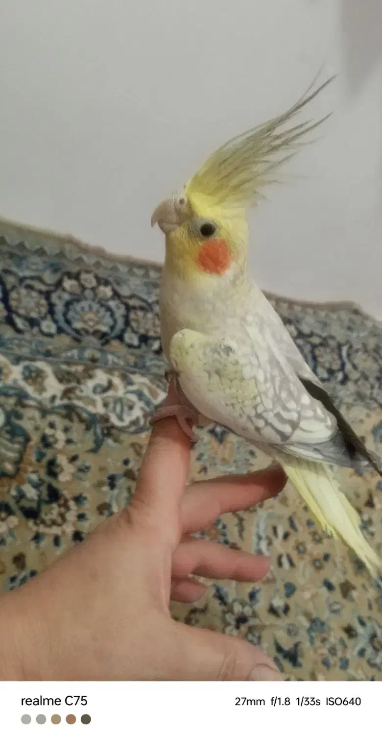 عروس هلندی|پرنده|تبریز, |دیوار