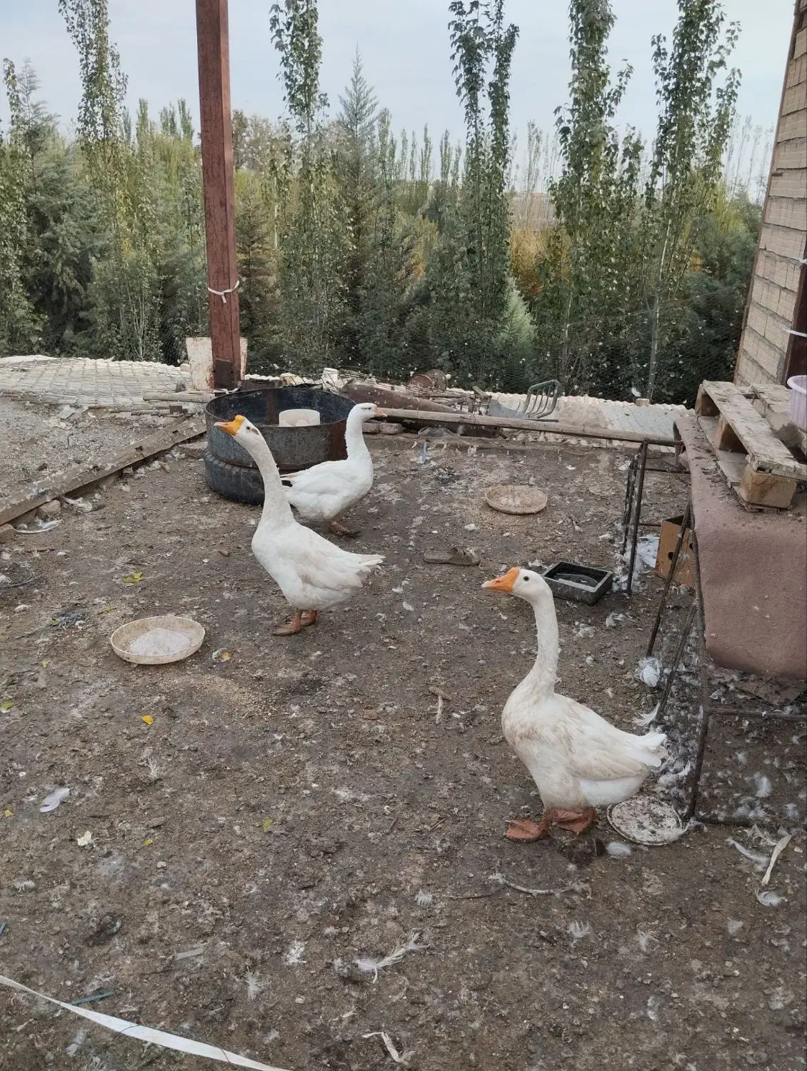 قو غاز|حیوانات مزرعه|هشتگرد, شهرک وحدت|دیوار