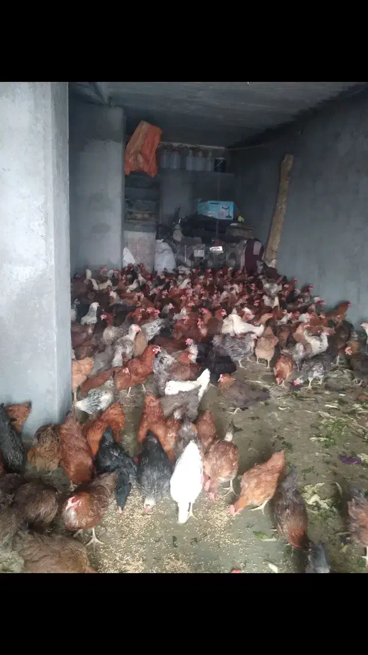 مرغ تخم گذار سالم|حیوانات مزرعه|کرمانشاه, |دیوار