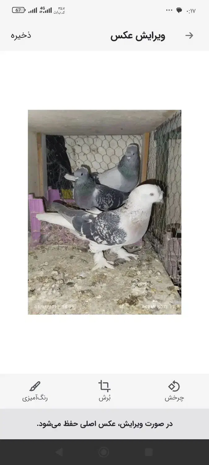 کفتر ترکیه|پرنده|مشهد, انقلاب|دیوار