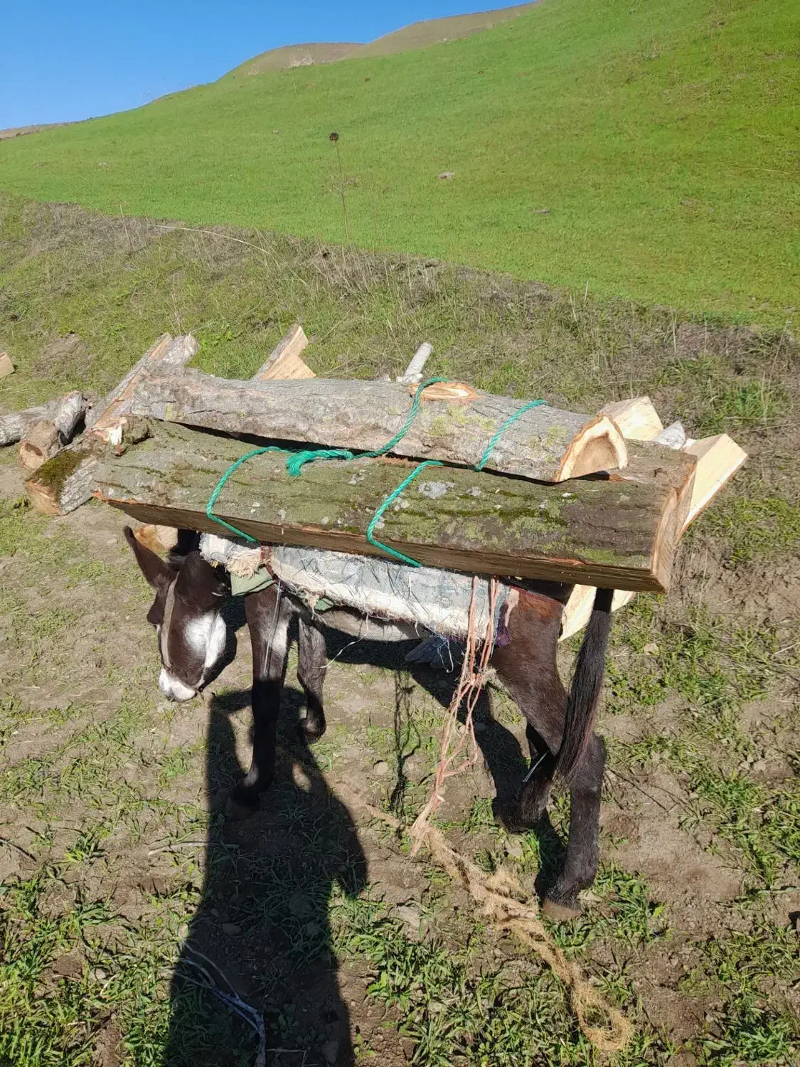 خریدار انواع چوب الات|خدمات باغبانی و درختکاری|گرمی, |دیوار