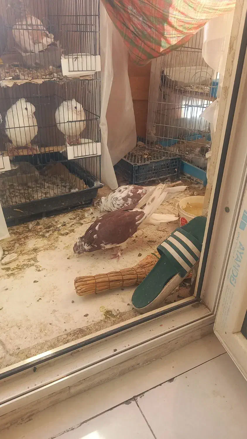 گرگی شمرونی پرش ساعت بالا|پرنده|تهران, مشیریه|دیوار