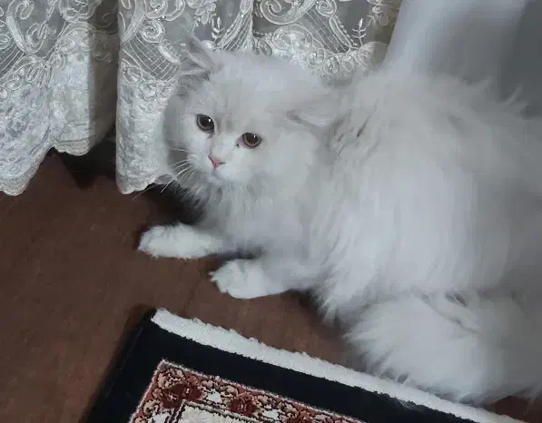 گربه پرشین نر ۹ ماهه|گربه|قزوین, |دیوار