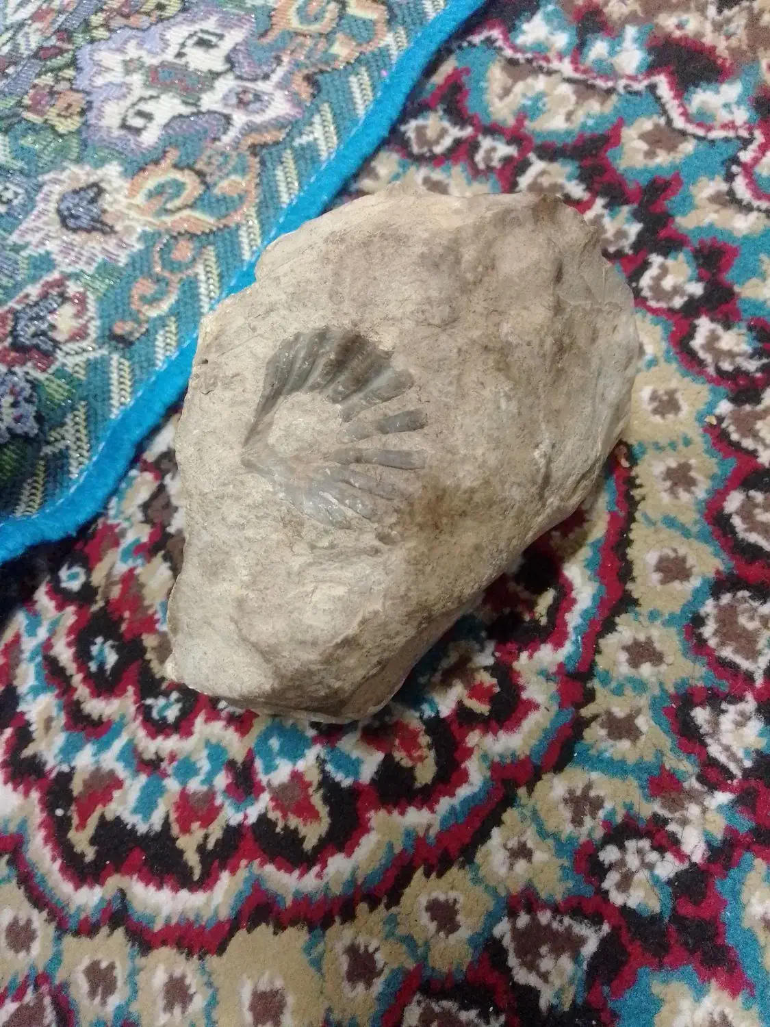 سنگ فسیل|کلکسیون اشیاء عتیقه|لنجان, |دیوار