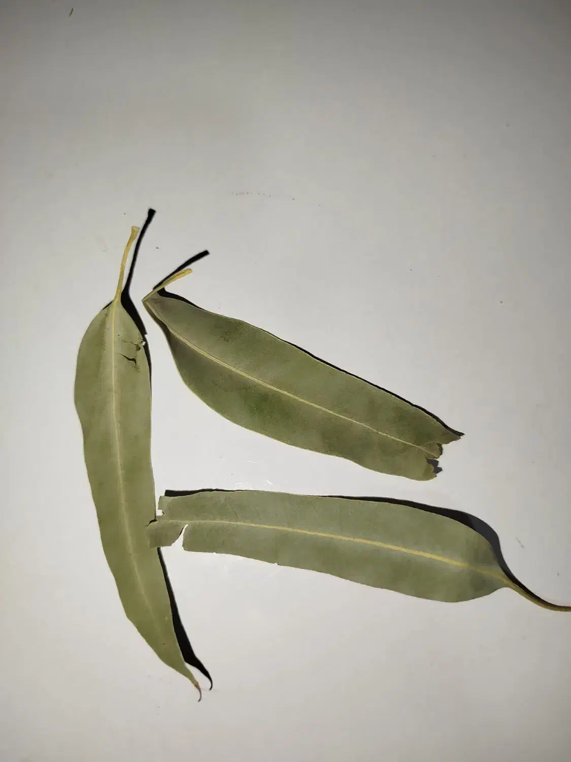 برگ اکالیپتوس|گل و گیاه طبیعی|کامیاران, |دیوار