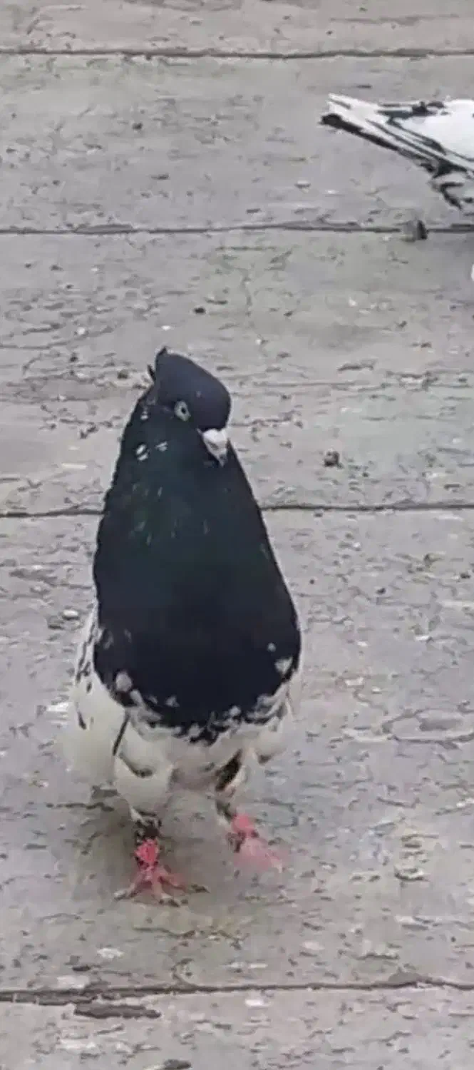 کفتر کله طوقی سوسنی|پرنده|مرودشت, پشت سایپا‎|دیوار