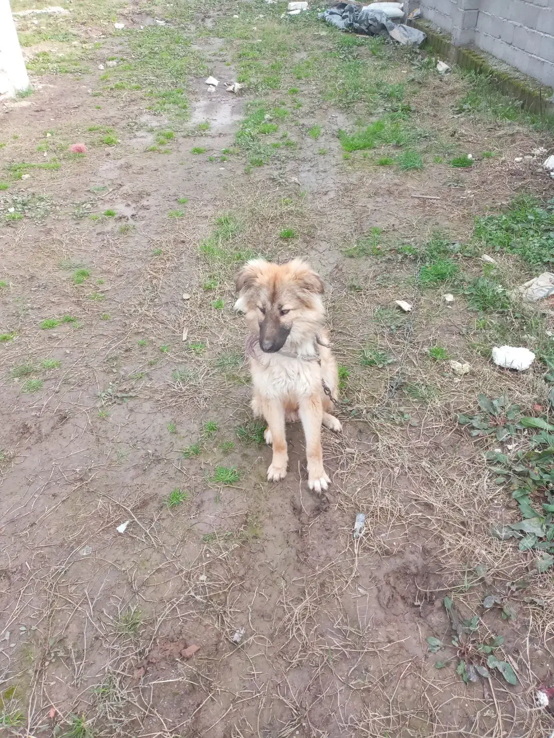 قدرجونی|سگ|کوچصفهان, |دیوار