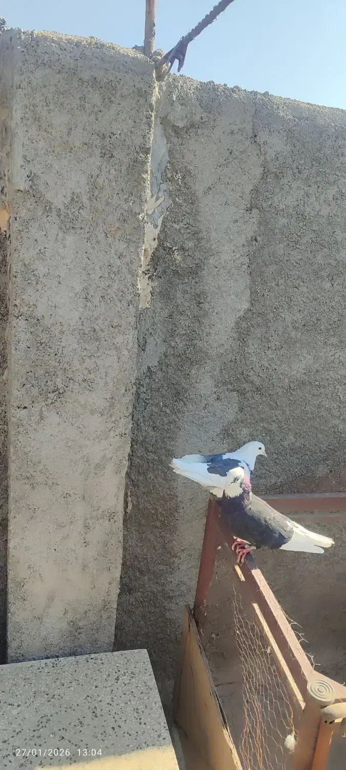 کبوتر جفت دم تخم|پرنده|قرچک, فردیس|دیوار