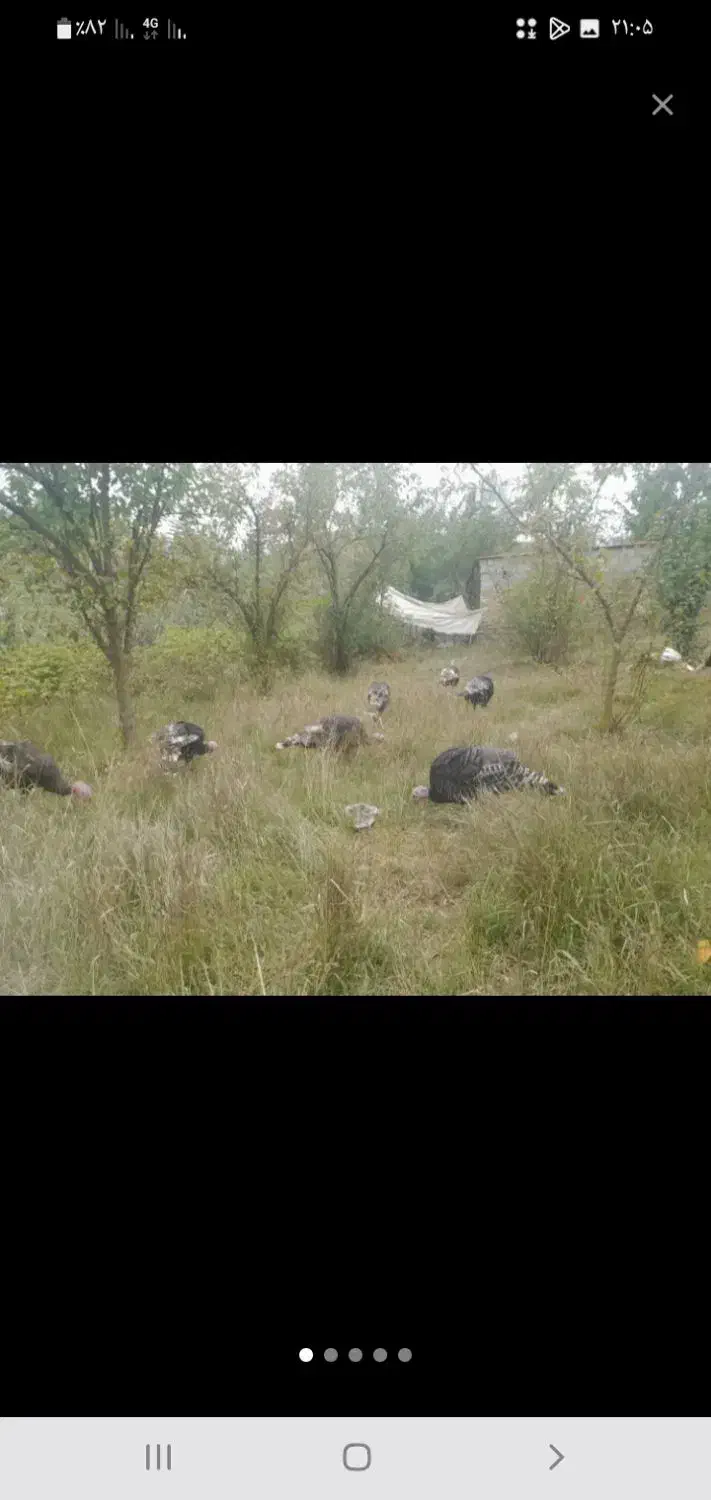 بوقلمون|حیوانات مزرعه|اصلاندوز, |دیوار