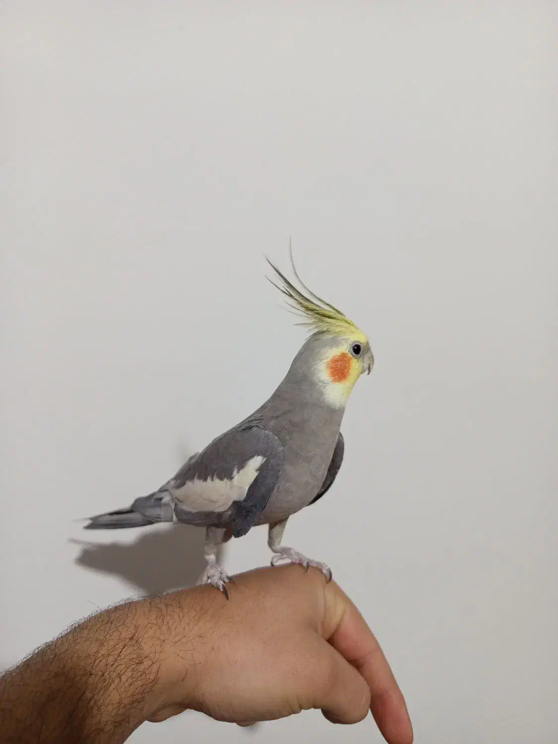 عروس هلندی دستی|پرنده|تاکستان, |دیوار