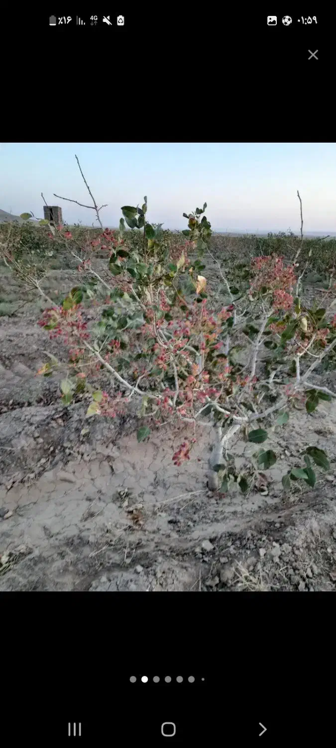 باغ پسته|فروش زمین و ملک کلنگی|تربت‌حیدریه, حاجی یار‎|دیوار