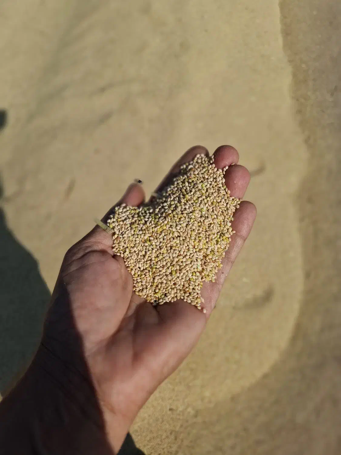 ارزن|عمدهفروشی|کهنوج, |دیوار