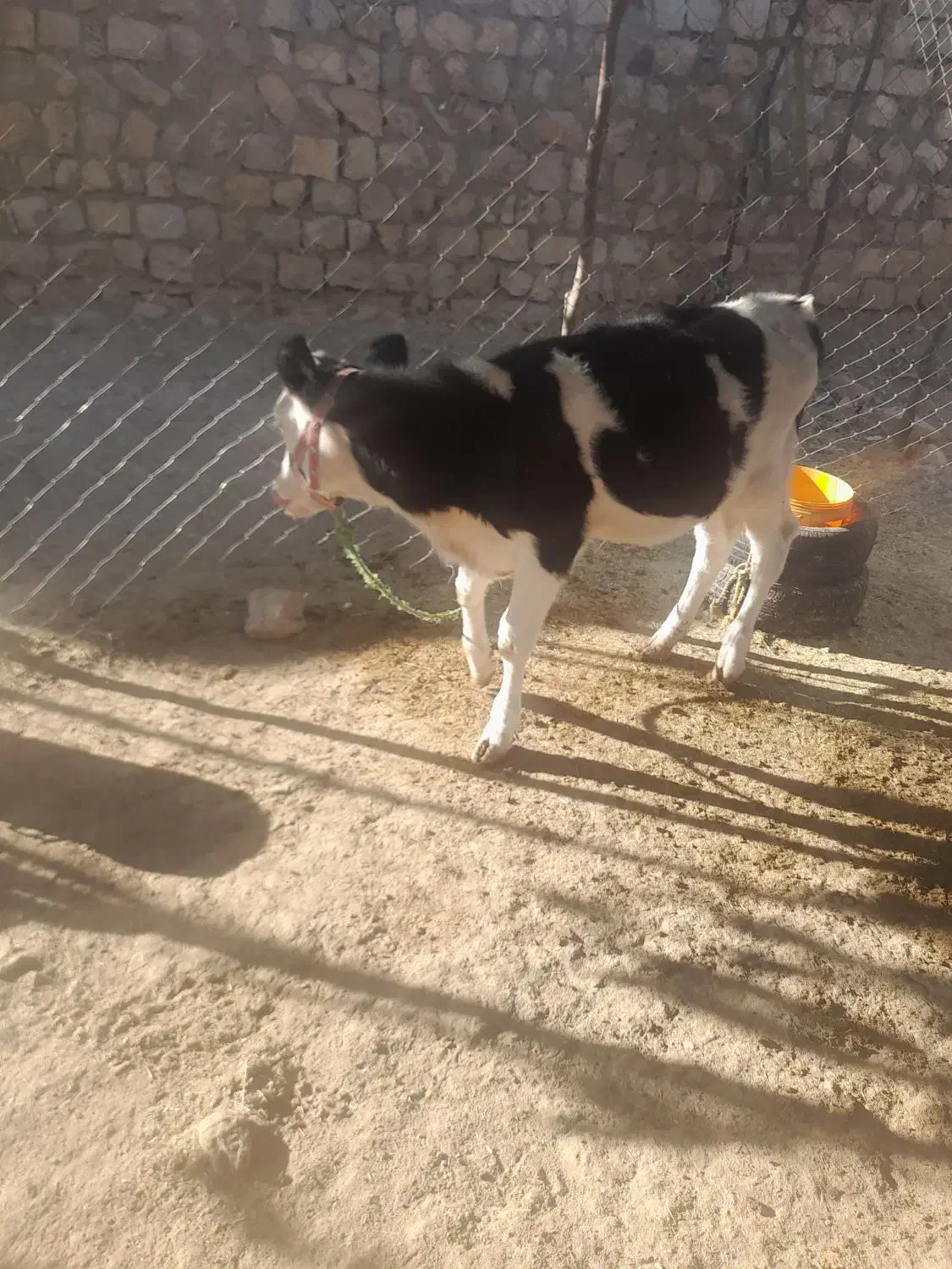 گاووگوساله|حیوانات مزرعه|چگنی, |دیوار