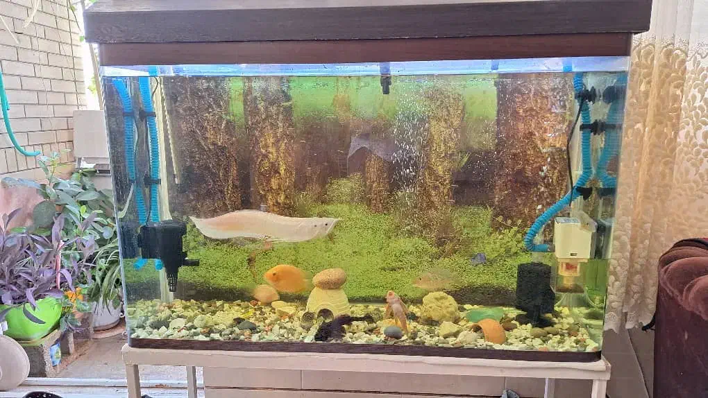 ماهی چانا ماهی لجن خوار|ماهی|شیراز, شهرک رضوان|دیوار