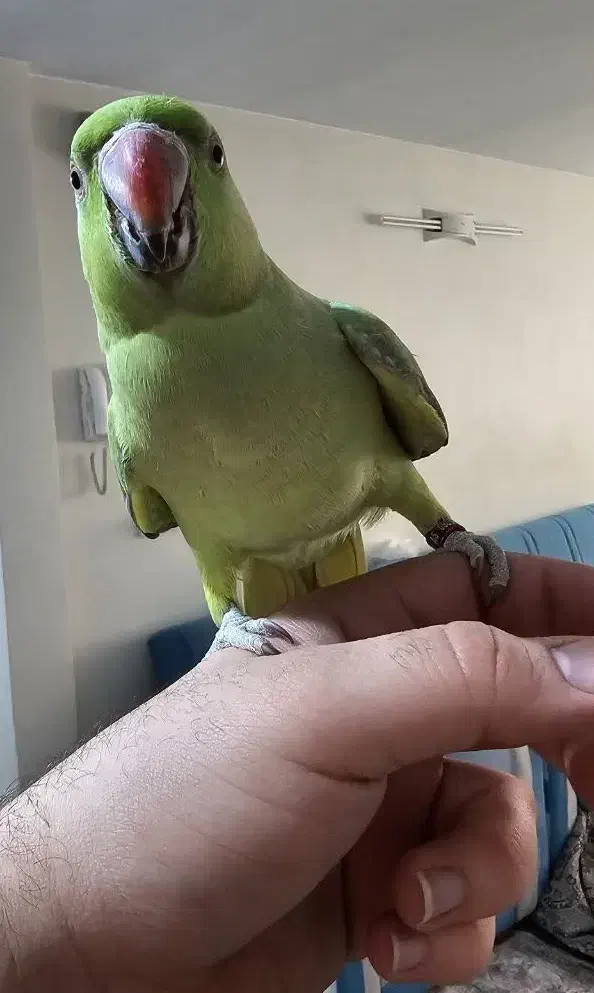 طوطی ملنگو|پرنده|ری, دولت‌آباد|دیوار