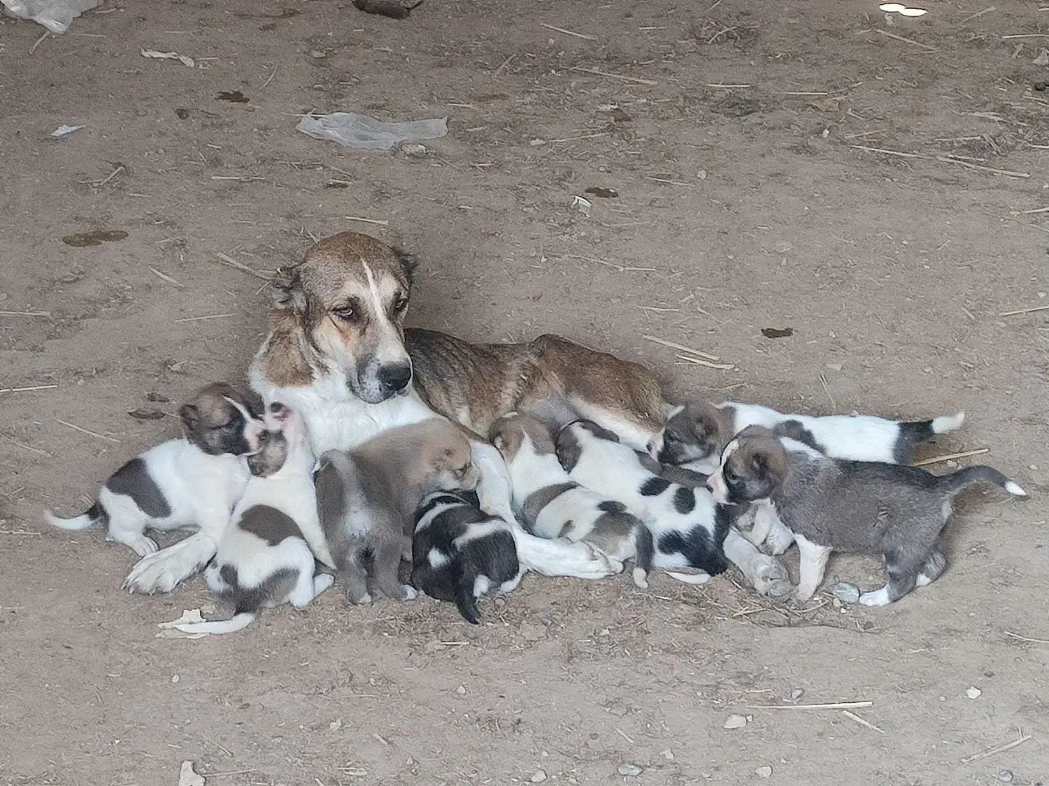 جفت توله نرو ماده|سگ|شیروان (خراسان), |دیوار
