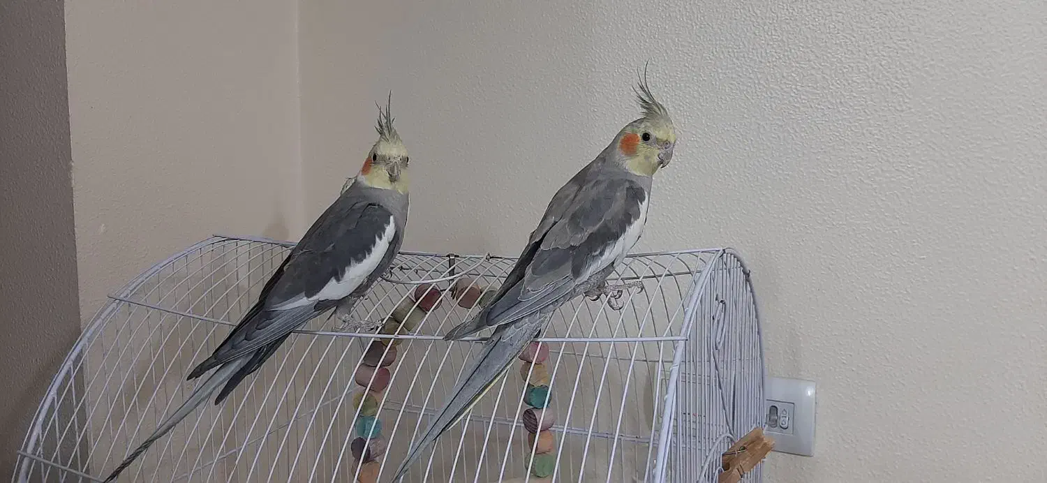 عروس هلندی|پرنده|شاهین‌شهر, مسکن مهر|دیوار