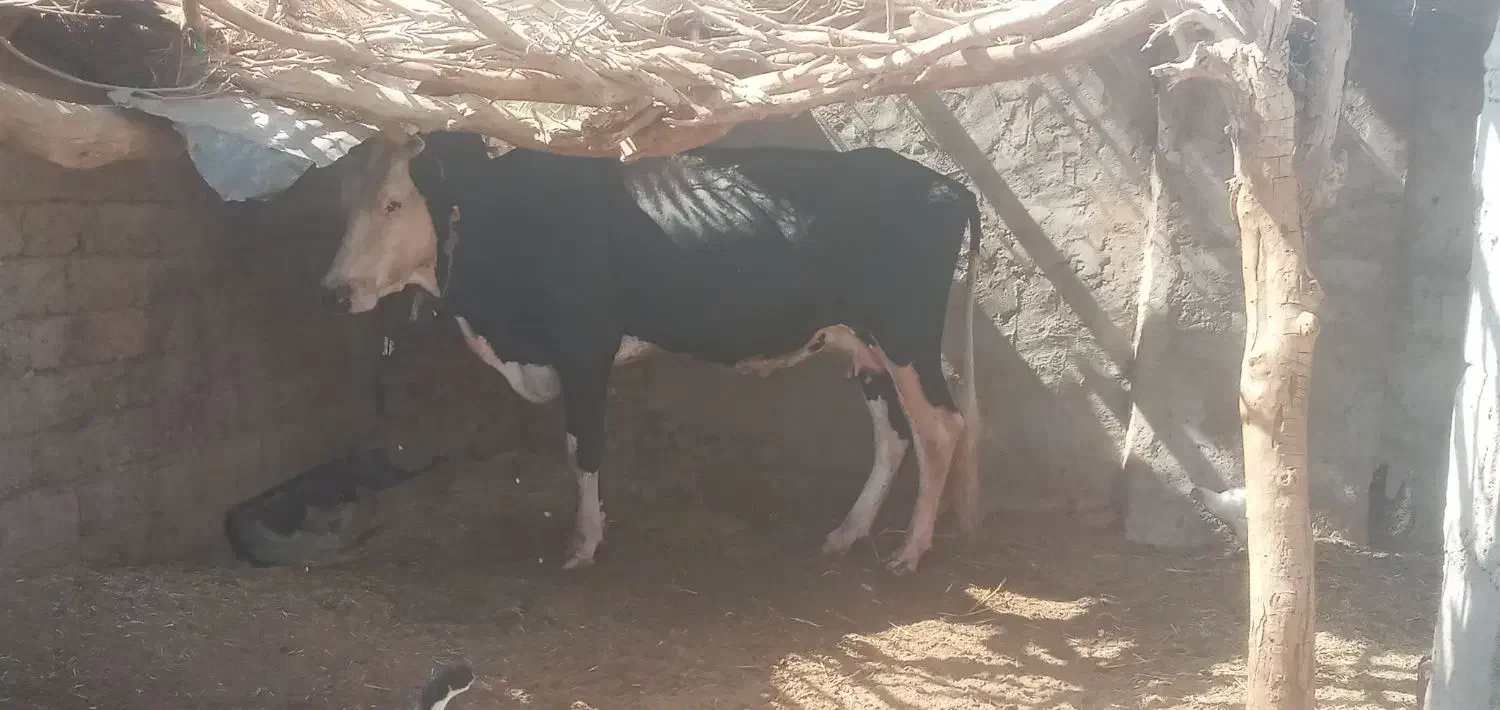گاو خارجی ابست همرا با گوساله ماده|حیوانات مزرعه|زابل, |دیوار