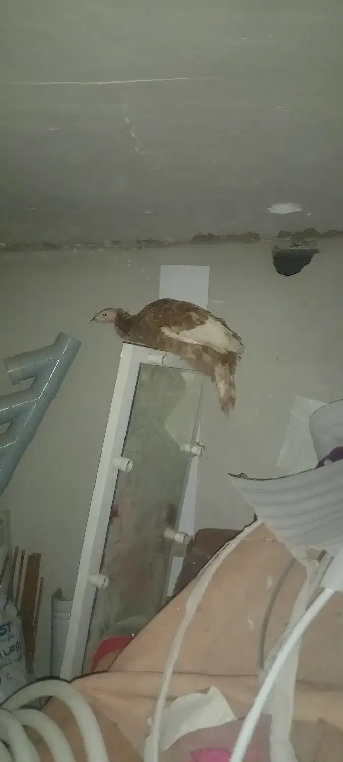 دوعددبقلمون جوان|حیوانات مزرعه|همدان, |دیوار