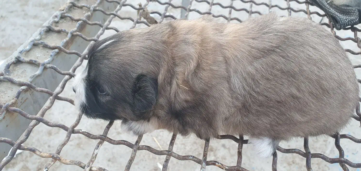 شیتزو تریر|سگ|مسجد سلیمان, |دیوار