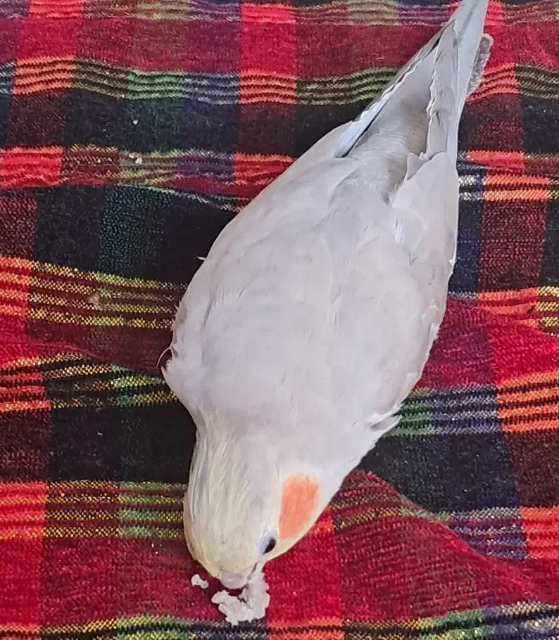 عروس هلندی گمشده|حیوانات|کردکوی, |دیوار