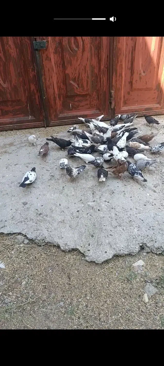 20جفت کبوتر تهرانی بگرد درجه یک با چند عدد دمی و|پرنده|الشتر, |دیوار