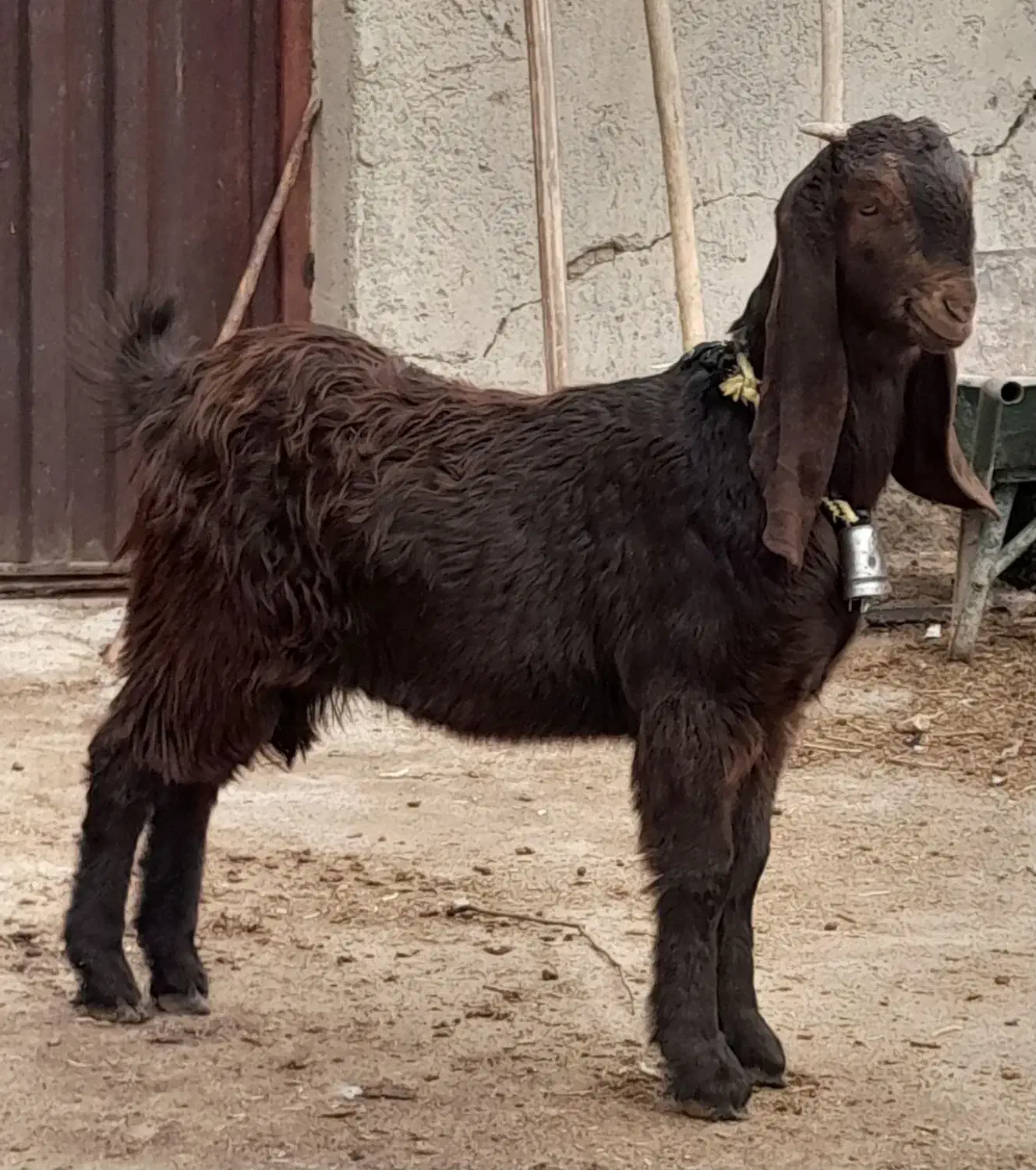 بزغاله ماده پاکستانی ( میش )|حیوانات مزرعه|لنجان, |دیوار