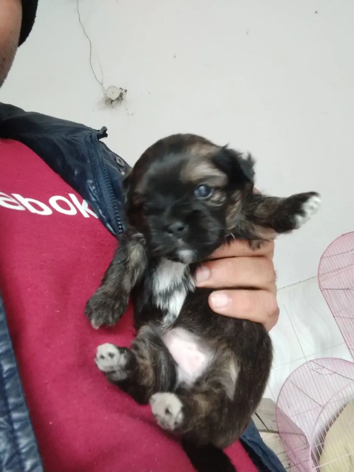 واگذاری توله سگ شیتزو پیکینیز|سگ|قائمشهر, |دیوار