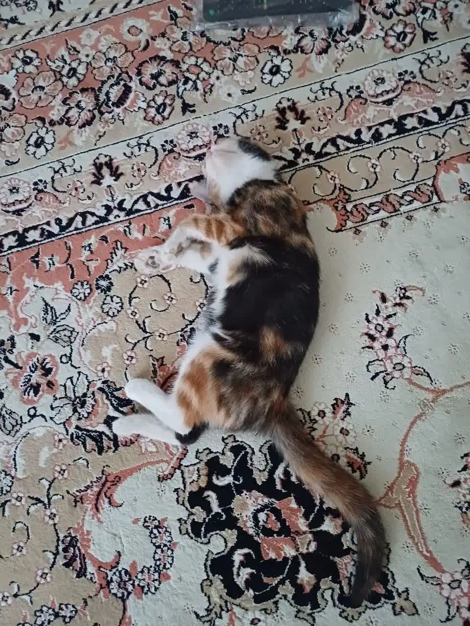 گمشده گمشده مژدگانی ۲۰میلیونی|گربه|بروجرد, |دیوار