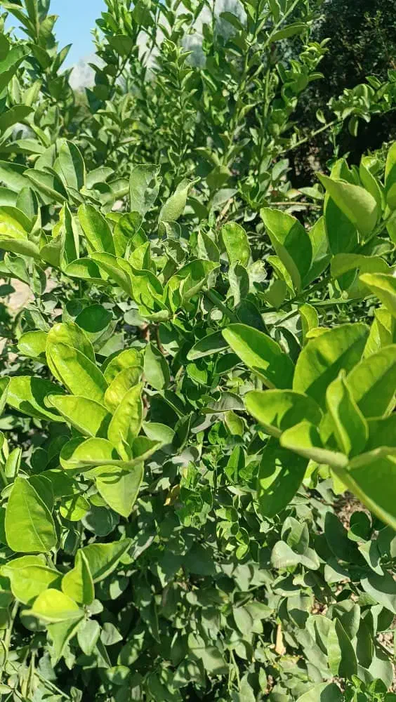 کود ارگانیک سبوسیب احیای خاک، افزایش محصول|خدمات باغبانی و درختکاری|شیراز, سینما سعدی|دیوار