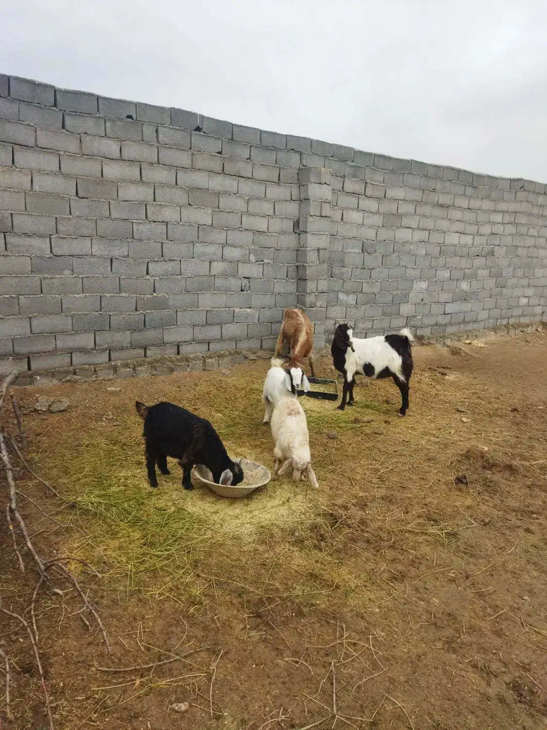 بز وبزغاله|حیوانات مزرعه|شیروان (خراسان), |دیوار