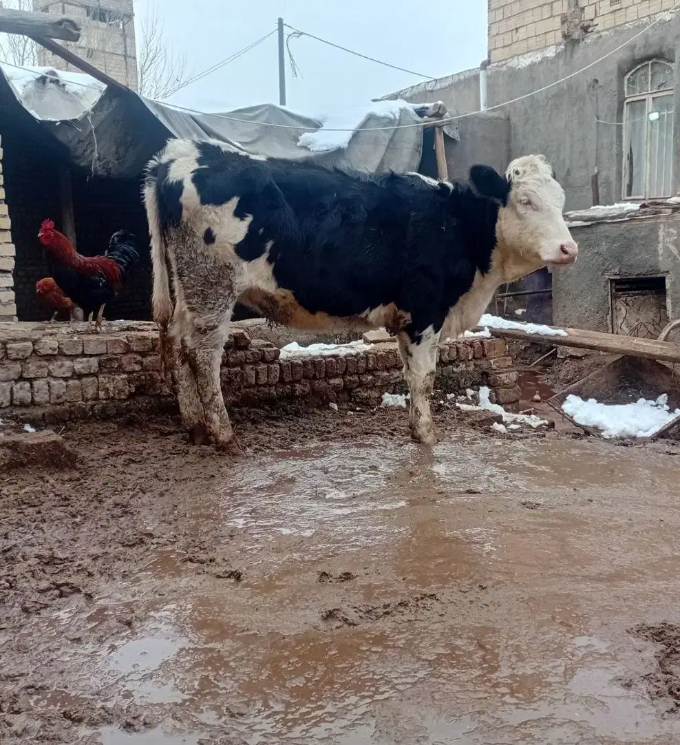 تلیسه گاو گوساله|حیوانات مزرعه|مشهد, کشاورز|دیوار