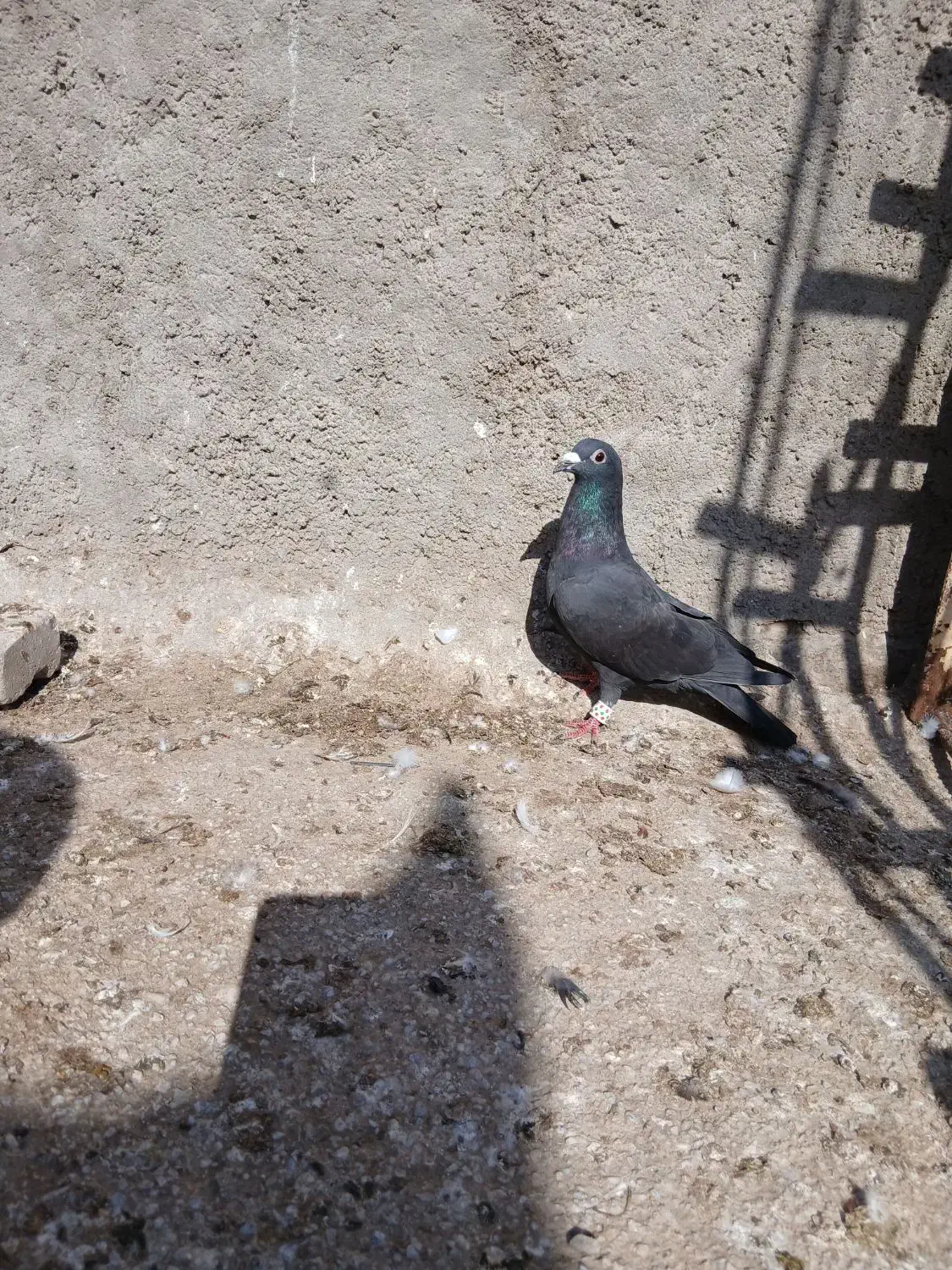 کبوتر|پرنده|خرمشهر, |دیوار