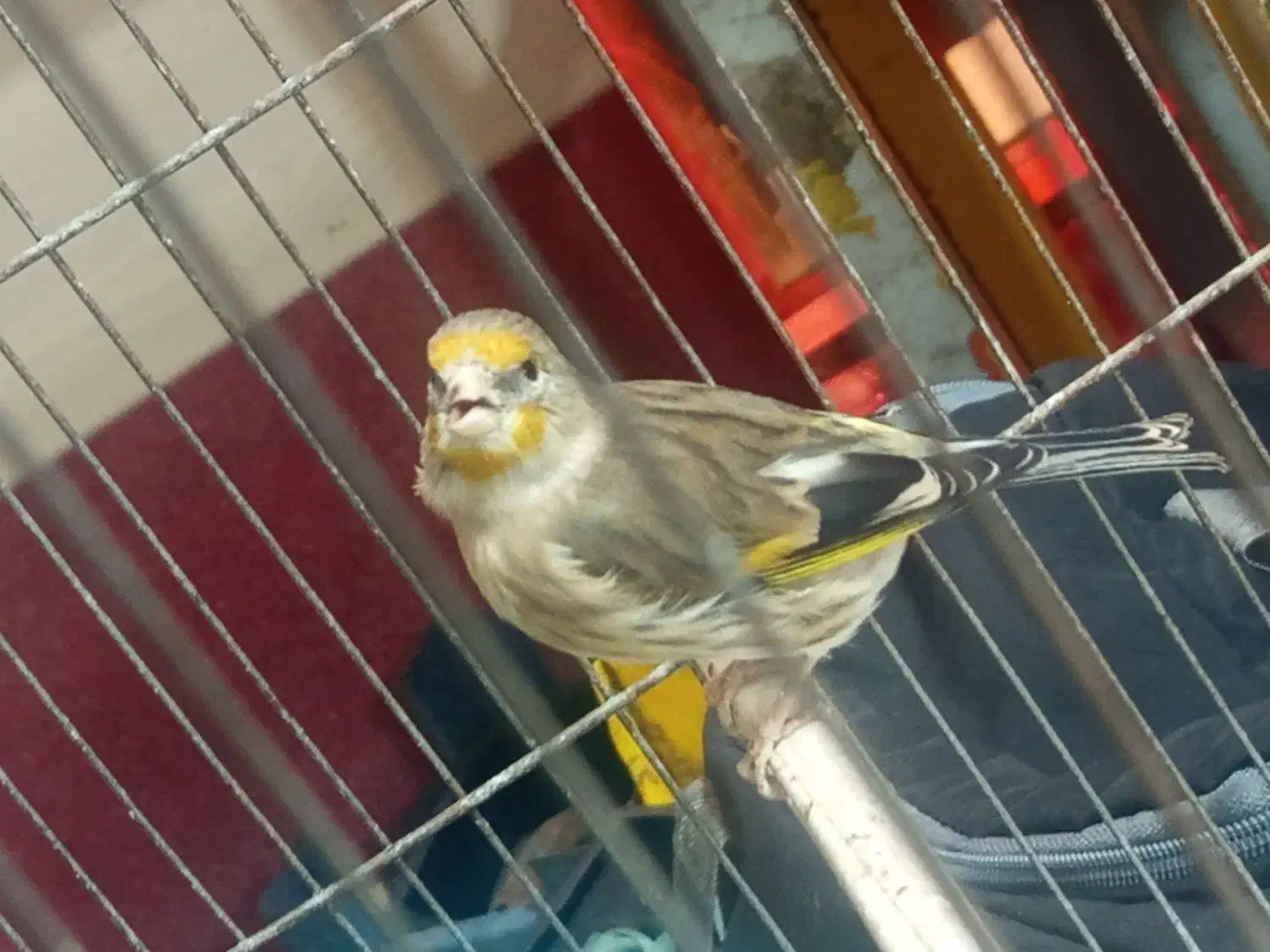 سره قناری ماده|پرنده|قدس, شهرقدس|دیوار