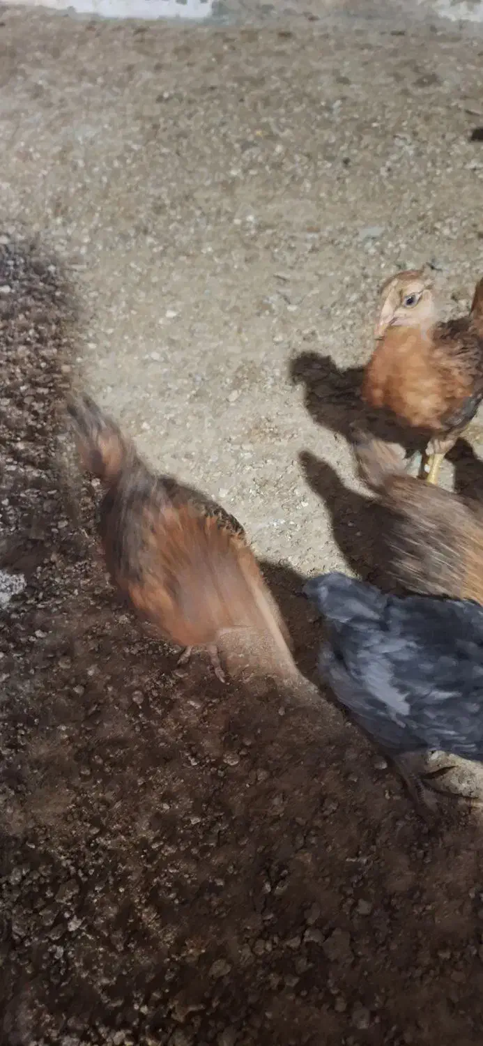 جوجه مرغ محلی ۵۵ روزه|حیوانات مزرعه|جم, |دیوار