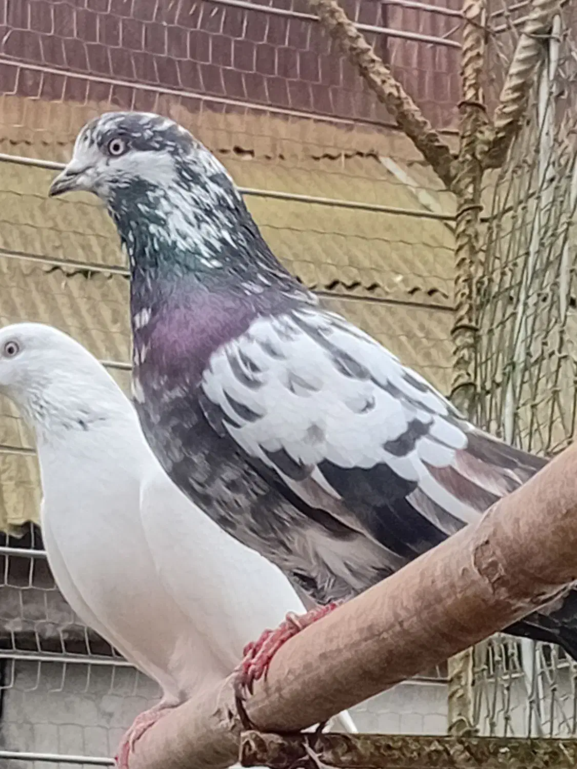 کبوترتیر ماهی|پرنده|لنگرود, |دیوار