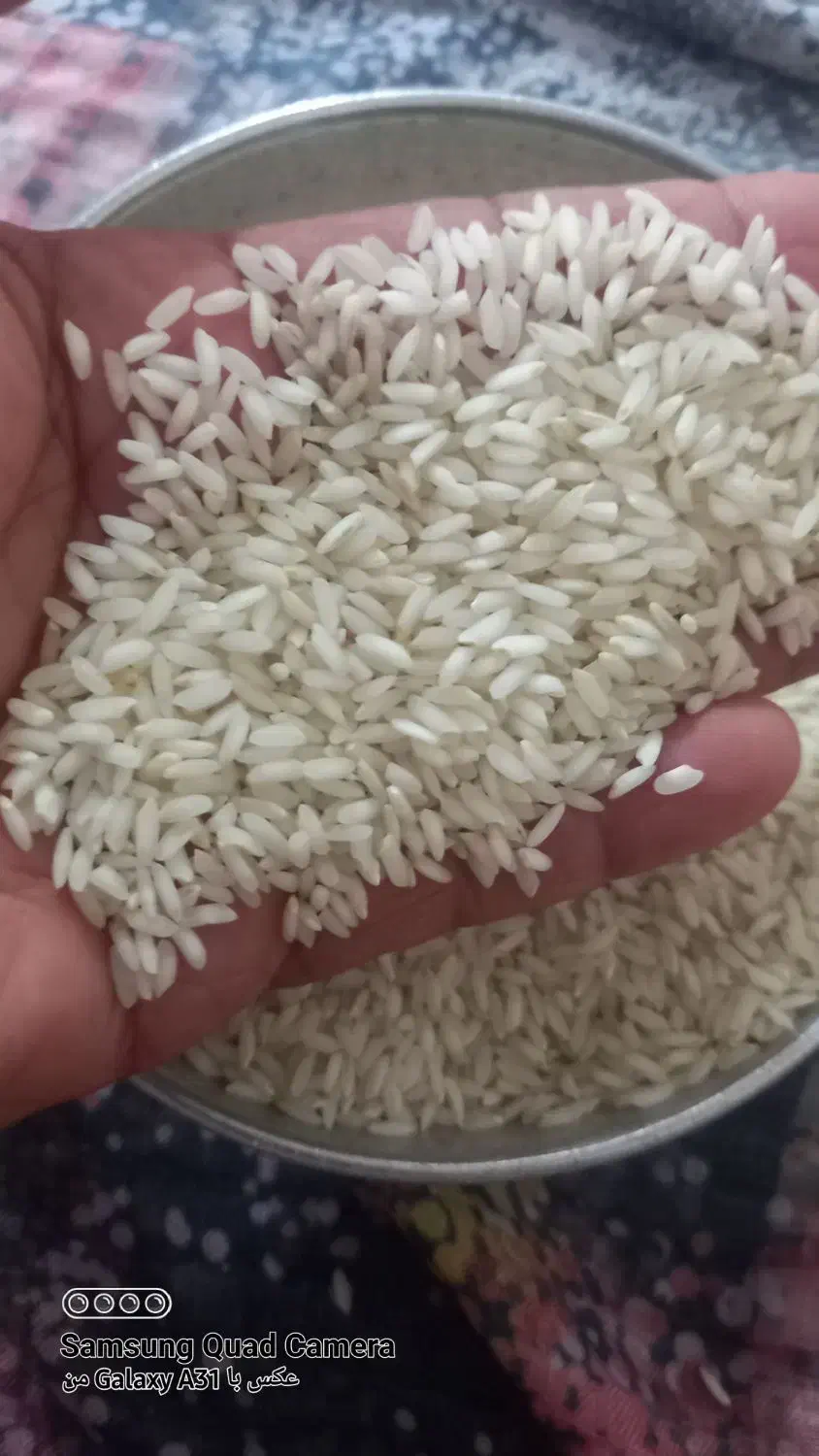 برنج عنبربو شوشتر|خوردنی و آشامیدنی|شوشتر, |دیوار