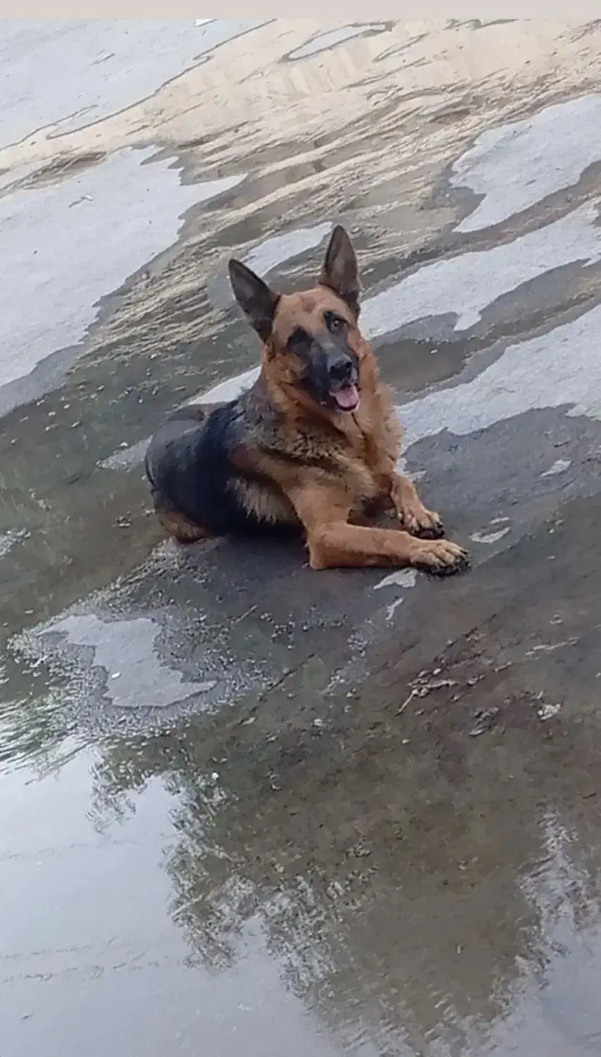 فروش ژرمن|سگ|ری, حمزه‌آباد|دیوار