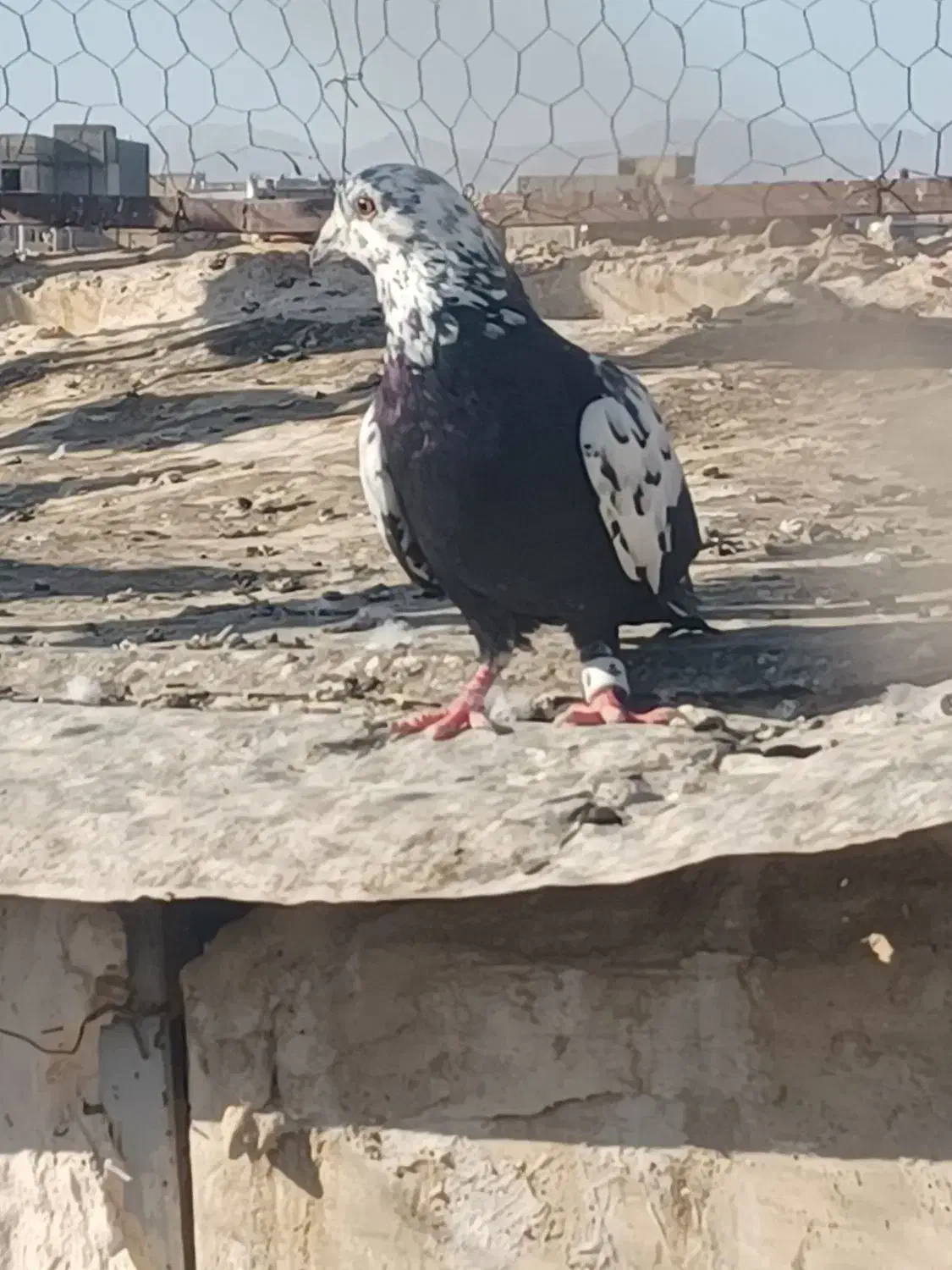 سوسکی نر|پرنده|تربت‌حیدریه, یحیی آباد|دیوار