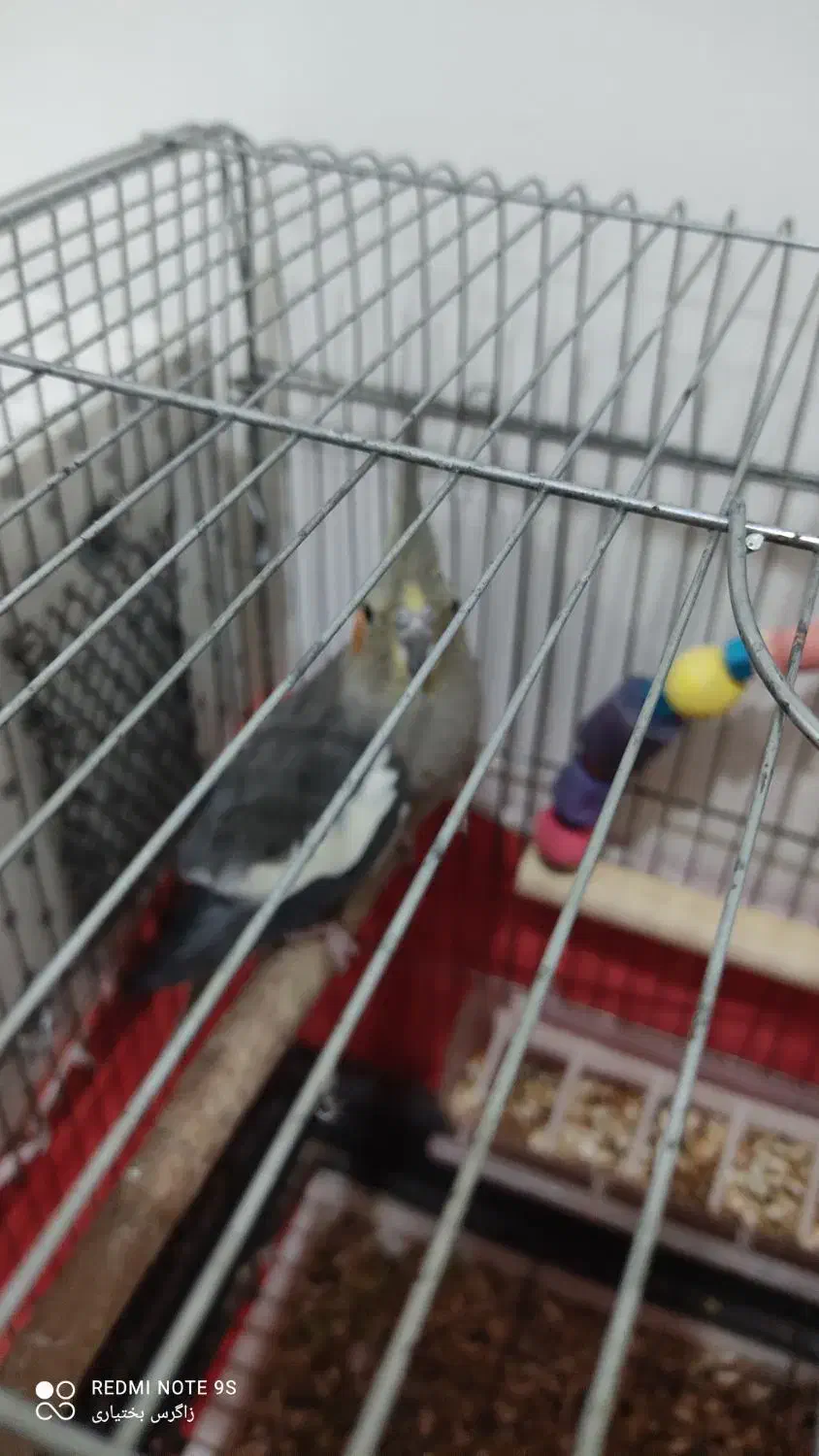 عروس پاریس معاوضه|پرنده|اهواز, سپیدار|دیوار