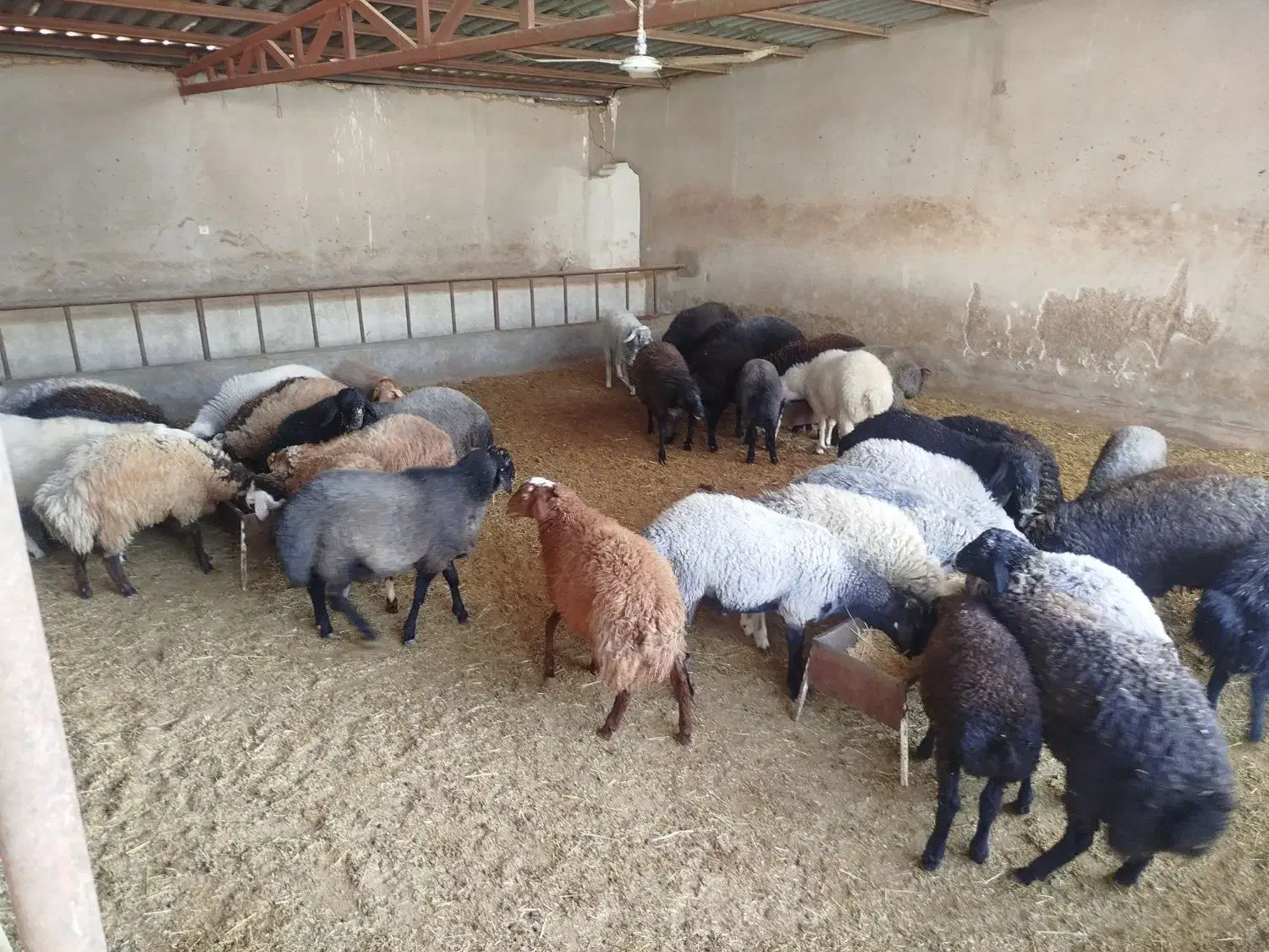 فروش ویژه بره نر|حیوانات مزرعه|پیشوا, |دیوار