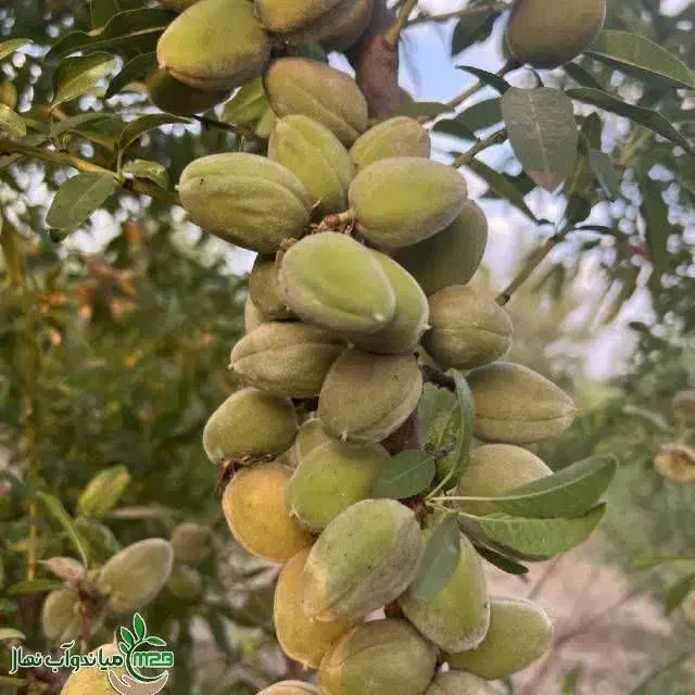 توزیع و فروش نهال بادام منقا|خدمات باغبانی و درختکاری|زاگرس, |دیوار