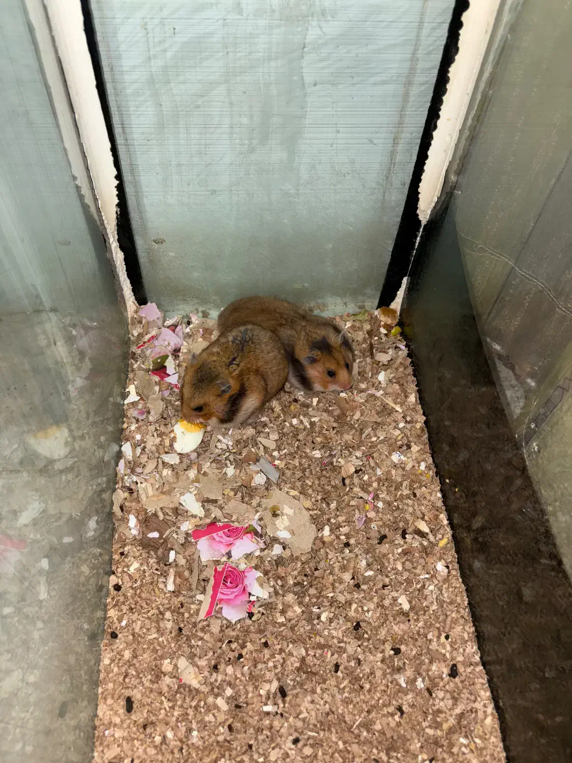 همستر|موش و خرگوش|خمینی‌شهر, |دیوار