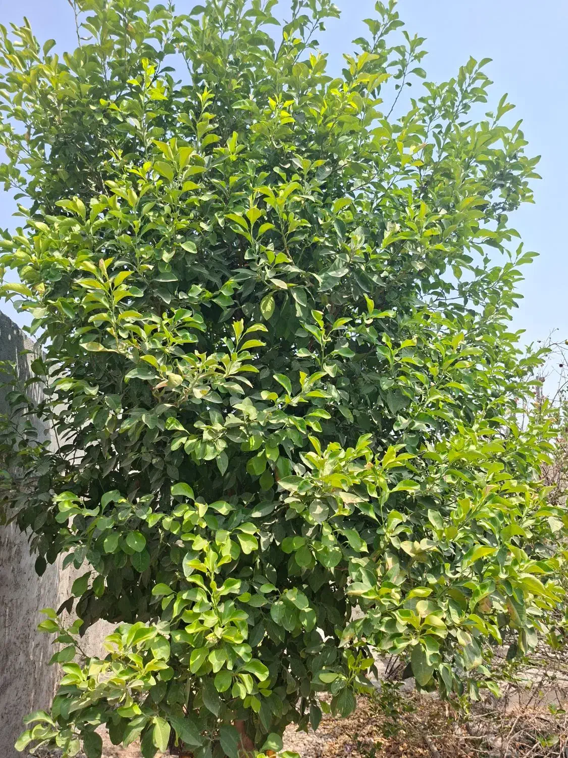 خانه‌ویلایی‌روستای‌گنو‌‌  فروشی|فروش خانه و ویلا|بندرعباس, |دیوار